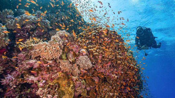 Saint John's - Abu Fendera