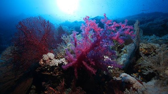 Daedalus - Rocky - Zabargad