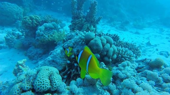 Daedalus - Fury Shoals