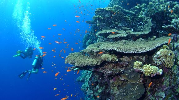 Daedalus - Zabargad - Saint John's