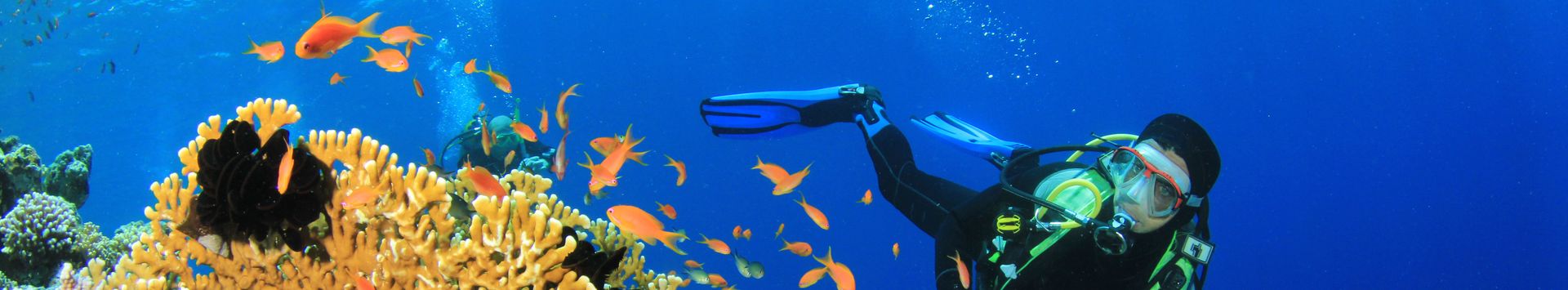 Brothers Daedalus Elphinstone